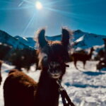 Triesenberg: Private hike with our llamas - Is It Worth the Price?