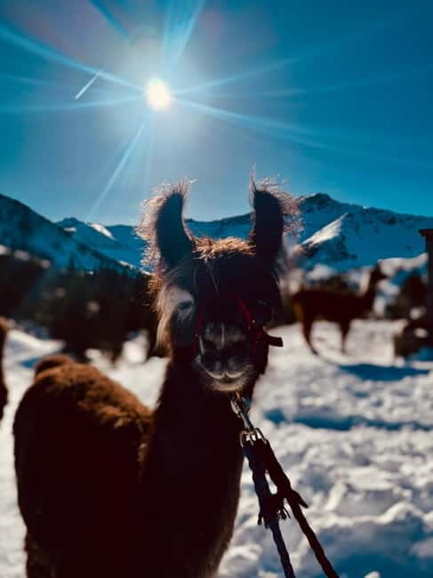 Triesenberg: Private hike with our llamas - Is It Worth the Price?