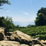 Trieste: 2.5-Hour Prosecco Origins Tour and Tastings - Walking Through the Heart of Prosecco’s Birthplace