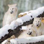 Tripsdrill Wildlife Park: Admission Ticket - Practical Tips for Visiting