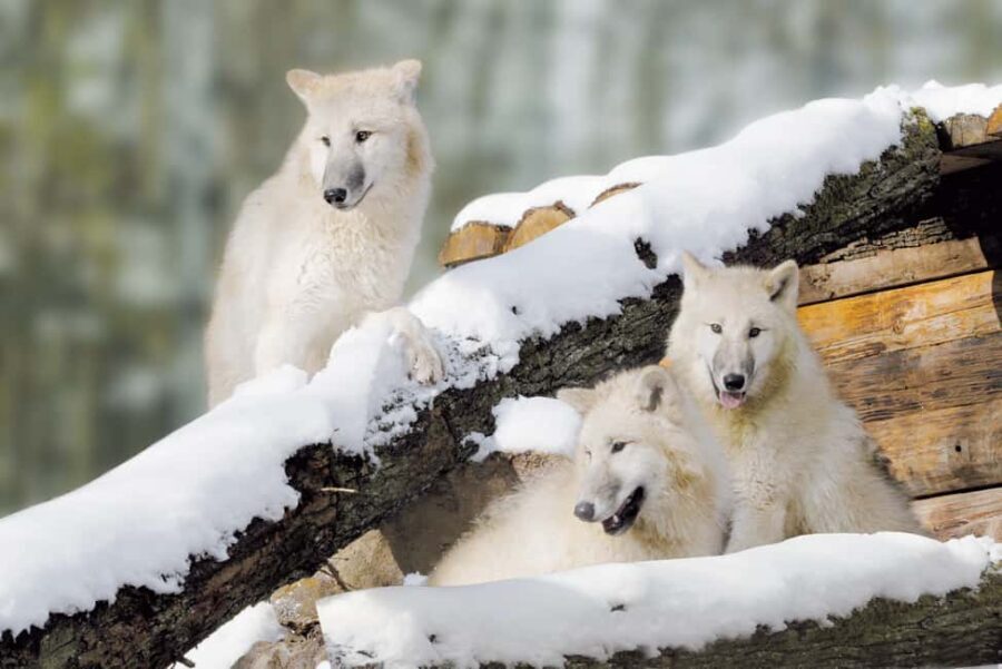 Tripsdrill Wildlife Park: Admission Ticket - Practical Tips for Visiting