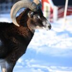 Tromsø: Cosy Farm Visit with a Chance of Northen Lights - FAQ