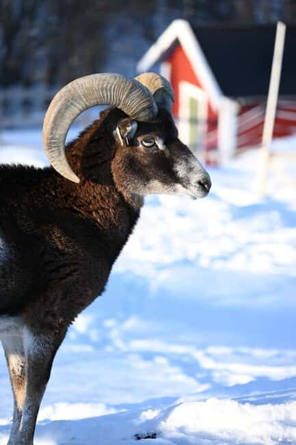 Tromsø: Cosy Farm Visit with a Chance of Northen Lights - FAQ
