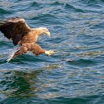 Tromsø: Evening Sightseeing Cruise All-inclusive - Key Points