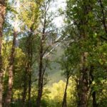 Tromsø: Guided Forest Bathing Experience - FAQs