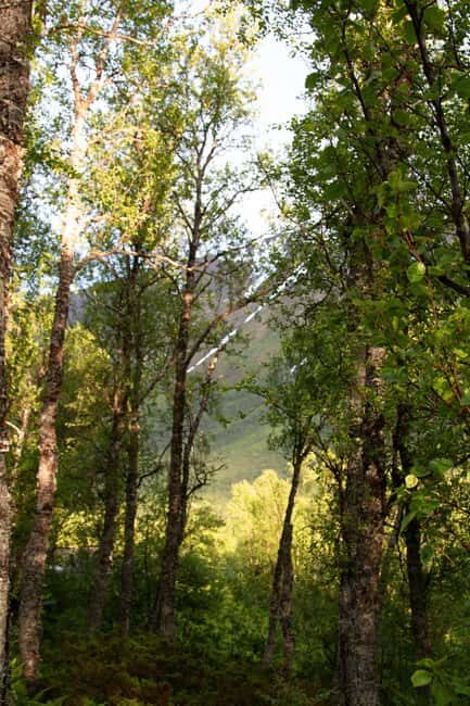 Tromsø: Guided Forest Bathing Experience - FAQs