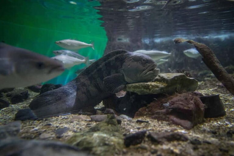 Tromsø: Guided Tour of Polaria - A Closer Look at Tromsøs Polaria Guided Tour