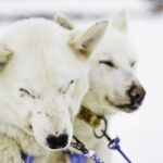 Tromsø: Husky Sled Self-Drive with Traditional Lunch - Who Should Consider This Tour?