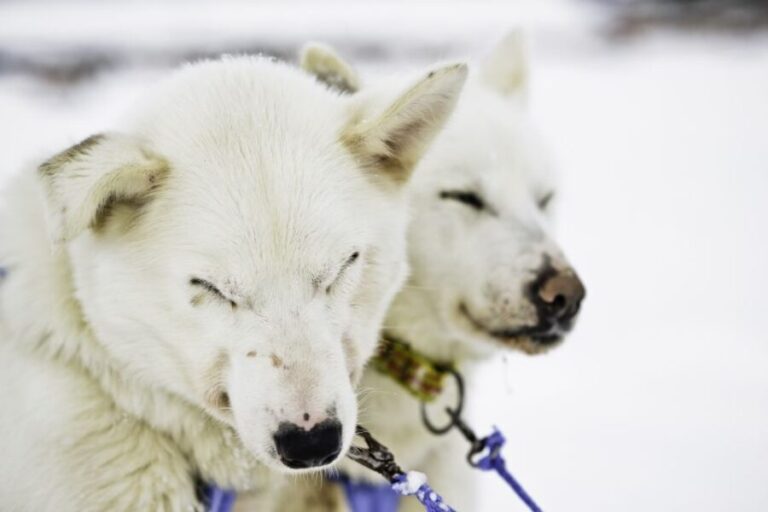 Tromsø: Husky Sled Self-Drive with Traditional Lunch - Who Should Consider This Tour?