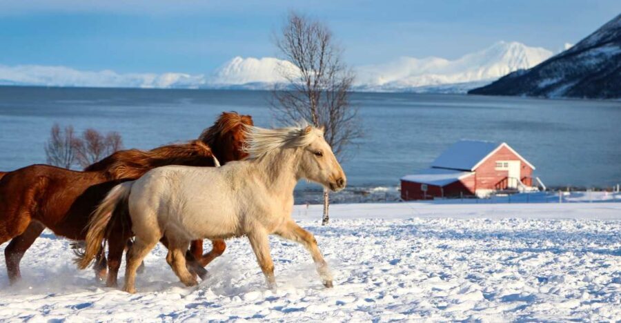 Tromsø: Lyngen Horse Stud Farm Visit - A Closer Look at the Itinerary