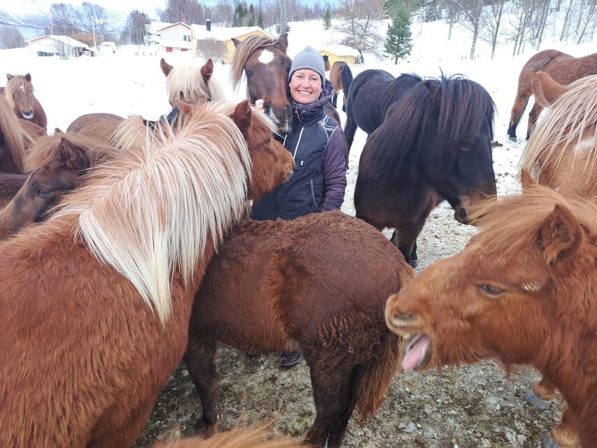 Tromsø: Lyngen Horse Winter Riding Experience - The Itinerary in Detail