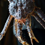Tromsø: Northern Lights Live King Crab Dinner by the Sea - Starting Point and Transportation