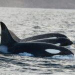 Tromsø: Orca and Whale Watching comfort heated boat Trip - The Experience in Detail