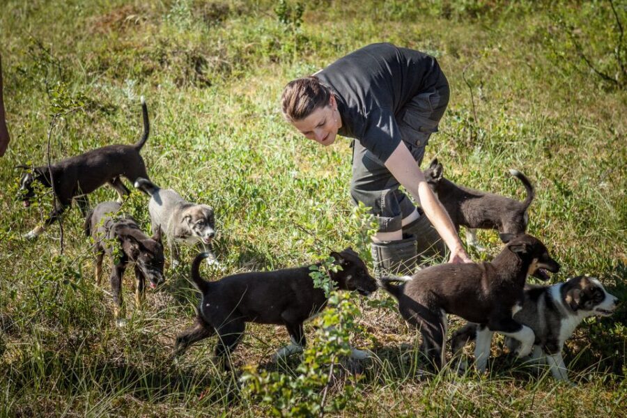 Tromsø: Puppy Training at the Husky Kennel with Lunch - Who Would Love This Tour?