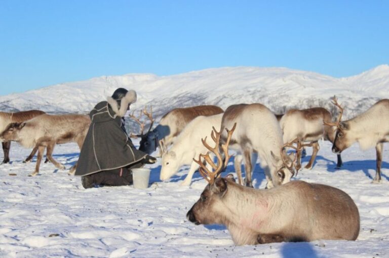 Tromsø: Reindeer Ranch and Sami Cultural Tour with Lunch - A Genuine Look at the Experience