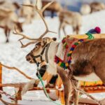 Tromsø: Reindeer Sledding & Feeding with a Sami Guide - Who Should Consider This Tour?