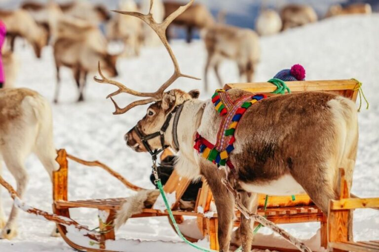 Tromsø: Reindeer Sledding & Feeding with a Sami Guide - Who Should Consider This Tour?