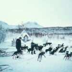Tromsø: Self-Drive Husky Dog Sledding Adventure - Who Will Enjoy This Tour?