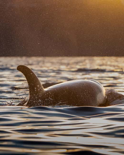 Tromsø: Skjervøy Pilothouse Boat Whale Watching Tour - Who will love this tour?