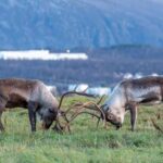 Tromsø: Small Group Kvaløya & Sommarøy Fjord Tour with Lunch - Why this tour offers good value