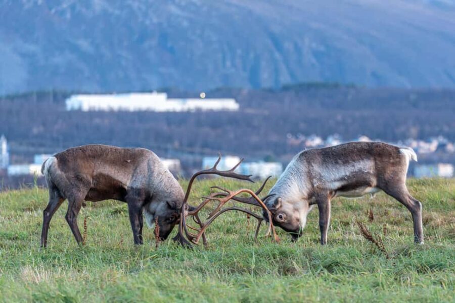 Tromsø: Small Group Kvaløya & Sommarøy Fjord Tour with Lunch - Why this tour offers good value