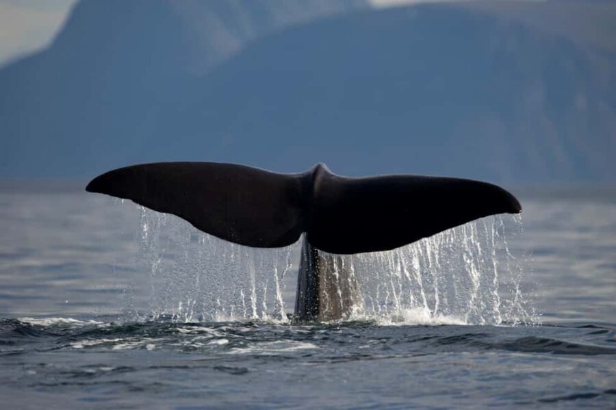 Tromsø: Whale watching on a traditional sail boat - Key Points