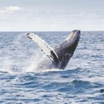 Tromsø: Whale Watching VIP Boat Tour with Lunch - An In-Depth Look at the Tromsø Whale Watching VIP Tour