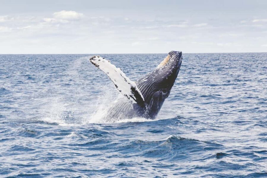 Tromsø: Whale Watching VIP Boat Tour with Lunch - An In-Depth Look at the Tromsø Whale Watching VIP Tour