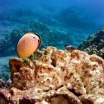 Tropical Reef & Wildlife Boat Snorkel Adventure - Who Should Consider This Tour?