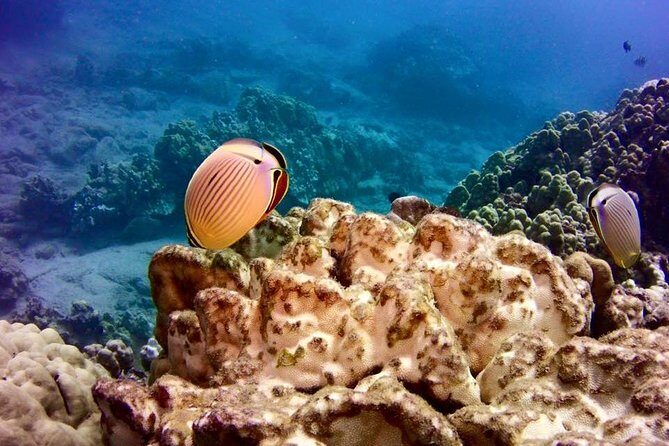 Tropical Reef & Wildlife Boat Snorkel Adventure - Who Should Consider This Tour?