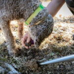 Truffle hunt in Chianti with cooking class and sunset dinner - Who Will Appreciate This Tour?