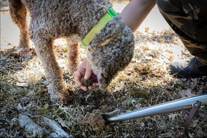 Truffle hunt in Chianti with cooking class and sunset dinner - Who Will Appreciate This Tour?
