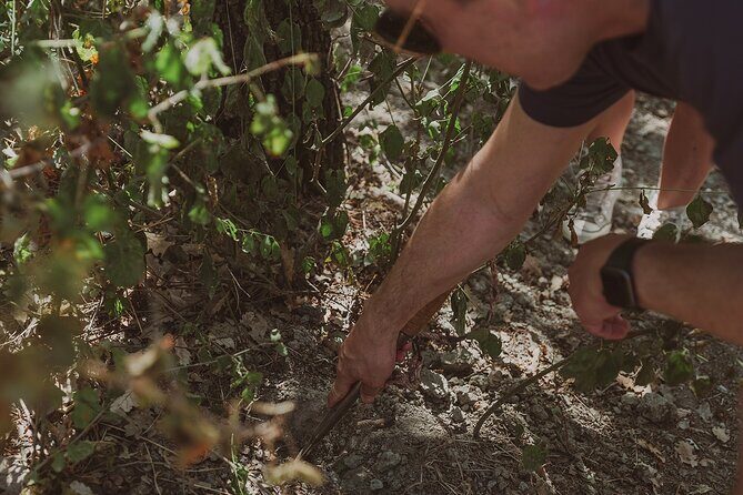 Truffle Hunt in Tuscany - Itinerary and What to Expect
