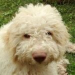 Truffle hunting and lunch experience in a restaurant - Who Would Enjoy This Tour?