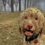 Truffle Hunting and Lunch in Piedmont Trattoria - The Value of the Experience