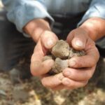 Truffle Hunting, Culinary & Wine Celebration from Elounda - Starting Point: Agios Nikolaos & Travel to Lassithi Plateau