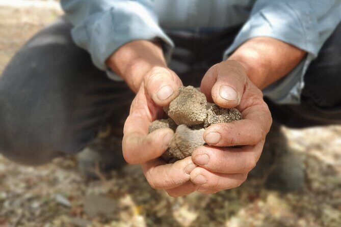 Truffle Hunting, Culinary & Wine Celebration from Elounda - Starting Point: Agios Nikolaos & Travel to Lassithi Plateau