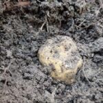 Truffle Hunting Experience in Assisi - Final Thoughts