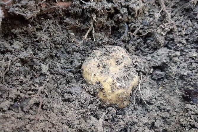 Truffle Hunting Experience in Assisi - Final Thoughts