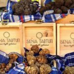 Truffle Hunting Experience Siena Tartufi - The Sum Up