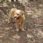 Truffle hunting experience with lunch and Chianti wine tasting - A Deep Dive into the Tuscan Experience