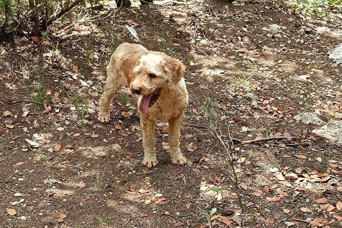Truffle hunting experience with lunch and Chianti wine tasting - A Deep Dive into the Tuscan Experience
