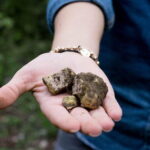 Truffle hunting + gourmet tasting (transfer included) - Why This Tour Stands Out