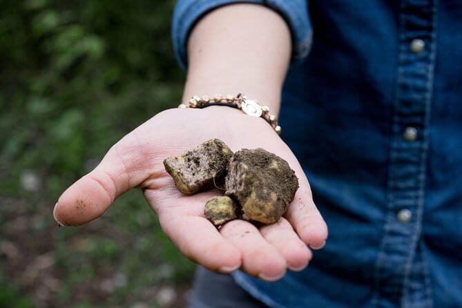 Truffle hunting + gourmet tasting (transfer included) - Why This Tour Stands Out