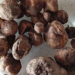 Truffle Hunting in Chianti, pasta class and lunch - Who is this tour best suited for?