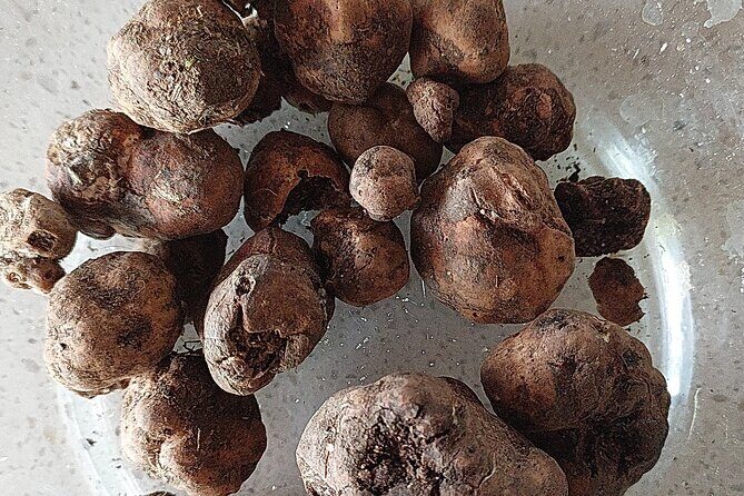 Truffle Hunting in Chianti, pasta class and lunch - Who is this tour best suited for?