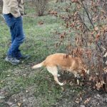 Truffle Hunting in Kyustendil - A Deep Dive into the Truffle Hunting Experience