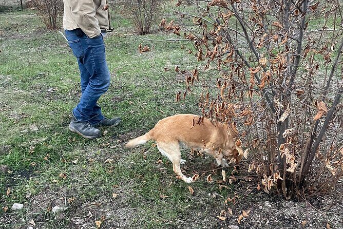 Truffle Hunting in Kyustendil - A Deep Dive into the Truffle Hunting Experience
