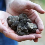 Truffle Hunting in Provence - An In-Depth Look at Truffle Hunting in Provence