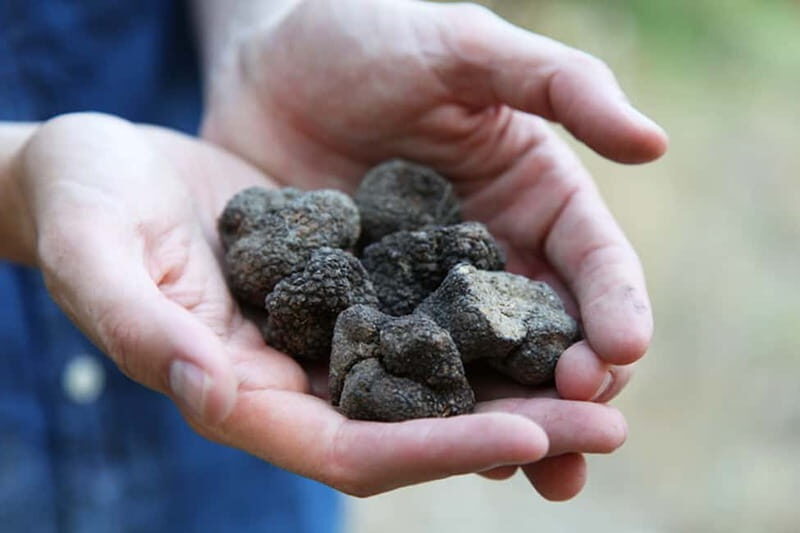 Truffle Hunting in Provence - An In-Depth Look at Truffle Hunting in Provence